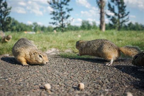 Funny Gopher Face stock photo. Image of gopher, mouth, prairie - 612532