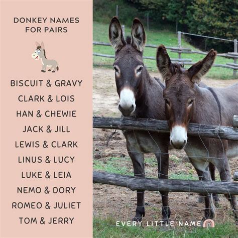 170+ Best Donkey Names (Cute, Funny, and Creative) - Every Little Name