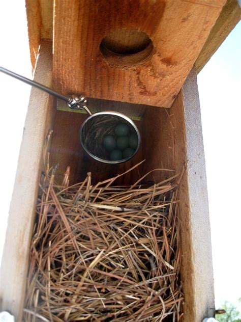 Green Meadows Preserve Blue Bird Trail: Bluebird Nest Cams