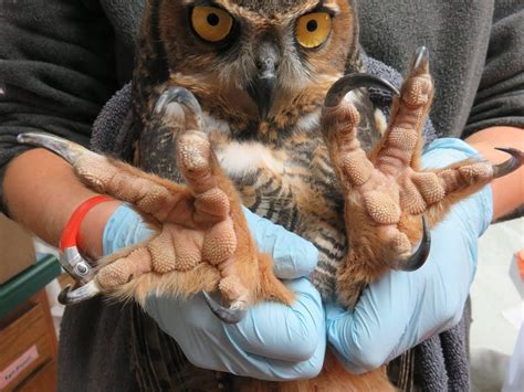 🔥The imposing talons of a great horned owl : r/InnerandExtraVision