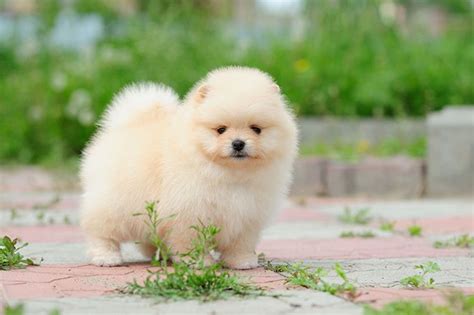 Pomeranian Fluffy Cutest Puppies - Pets Lovers