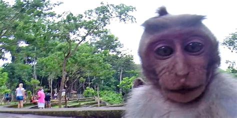 Primate Starts Monkeying Around With Camera, Snaps Selfie | HuffPost