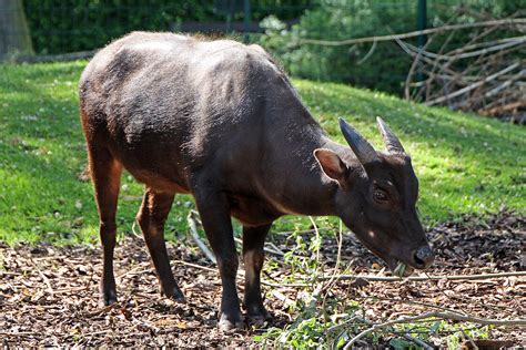 The Anoa is waiting for you at Zoo Leipzig!