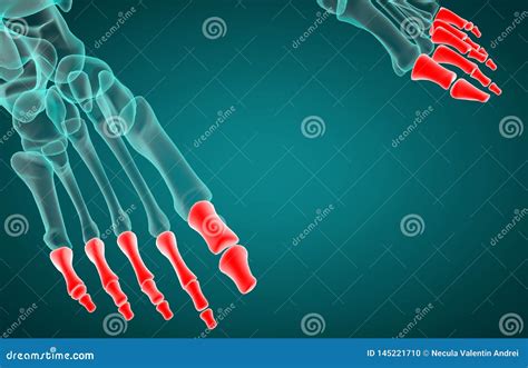 3d Rendering Illustration of Phalanx Bone Stock Illustration - Illustration of human, bone ...