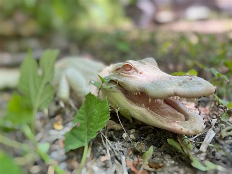 Albino American Alligator - Zoo & Snake Farm New Braunfels