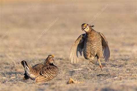 Greater prairie-chickens during mating dance - Stock Image - C058/4990 ...