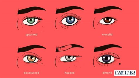 Examples Of Eye Shapes