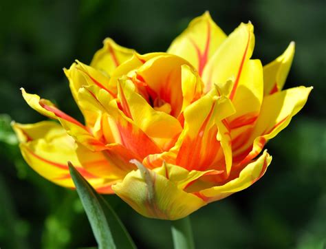 Free Images : blossom, petal, bloom, tulip, botany, garden, close ...