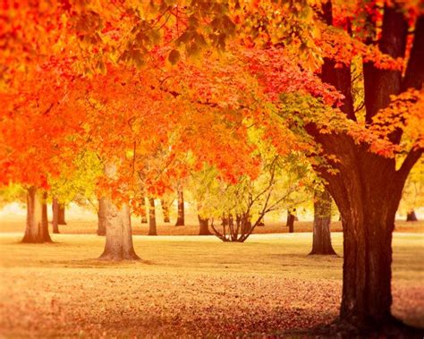 warm colors photography - Google Search | October country, Autumn trees, Landscape