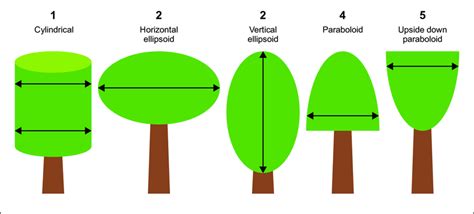 Shapes of tree crowns. | Download Scientific Diagram