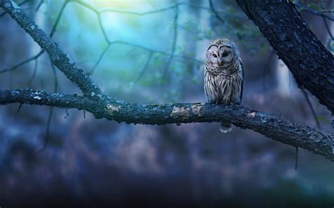 Owl Wallpapers • TrumpWallpapers