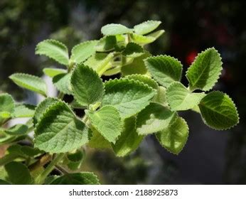 Green Aromatic Plant Coleus Amboinicus Plectranthus Stock Photo 2188925873 | Shutterstock