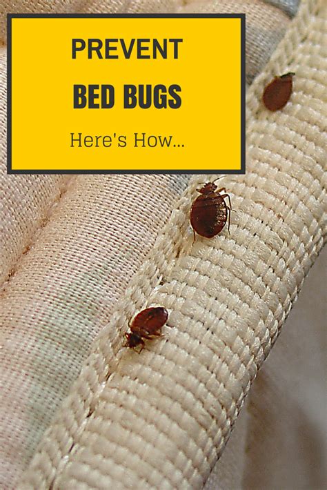 bed bug heat treatment diy - schutzenhofer