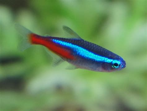 Neon tetra photos and wallpapers. Nice Neon tetra pictures