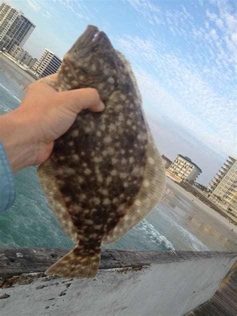 How to Catch Flounder | Fishing from Florida Shores