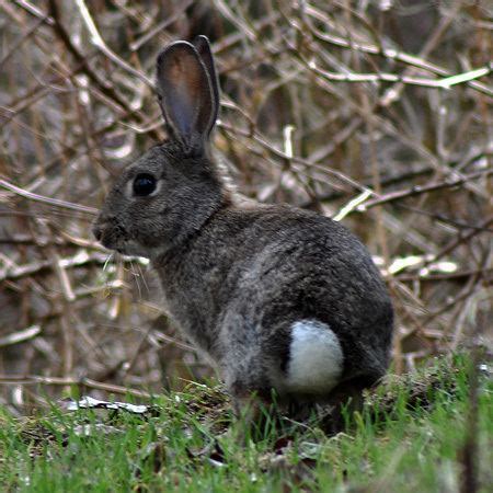 Leporidae - Alchetron, The Free Social Encyclopedia