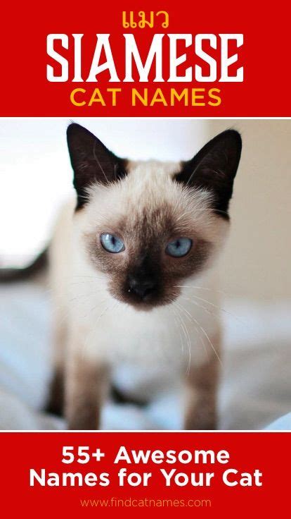 165+ Siamese Cat Names (Unique Naming Ideas) | Siamese cats, Cute cat names, Boy cat names