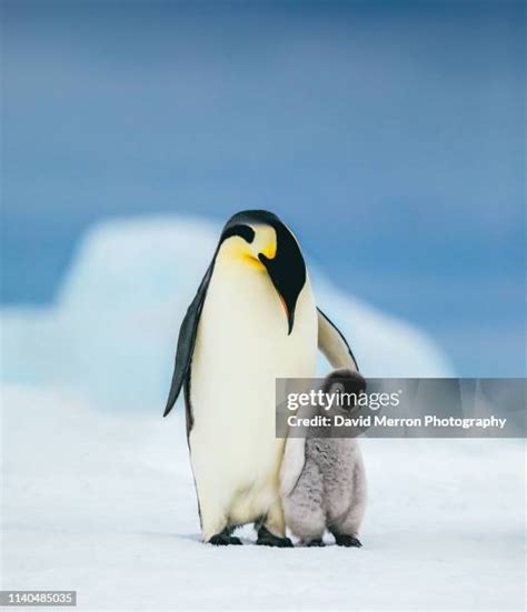 Emperor Penguin Family Photos and Premium High Res Pictures - Getty Images