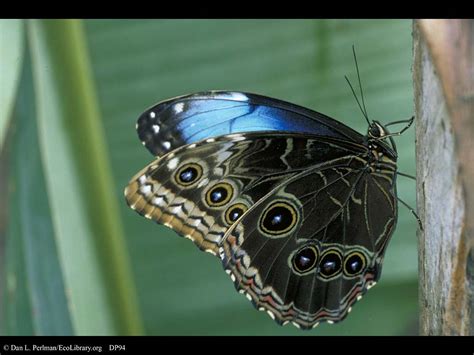 male blue morpho butterfly pic 5 : Biological Science Picture Directory – Pulpbits.net