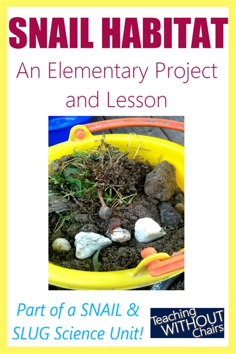 Snail Habitat Project + Snails & Slugs Homeschool Science Unit Study | Teaching Without Chairs