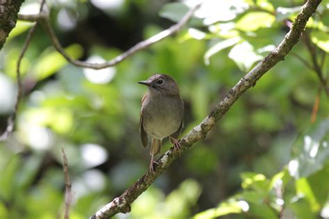 Protect Hawaii's Stunning Endangered Forest Birds | Indiegogo