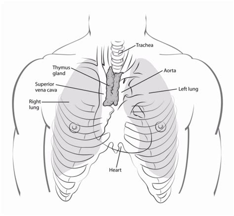 Knot On Bottom Of Sternum