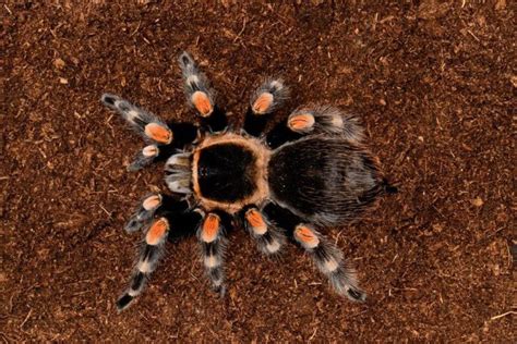 14 Most Fascinating Pet Tarantula Breeds You May Love To Care For