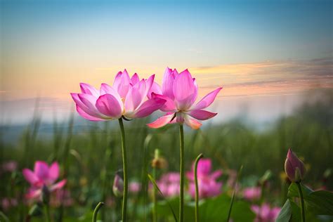 Zen Lotus Flower Pink Wallpapers - Top Free Zen Lotus Flower Pink ...