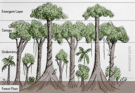 Canopy structure of trees