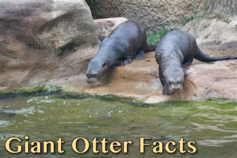 Giant Otter Facts, Pictures, Video & In-Depth Information: Discover An Endangered Rainforest ...