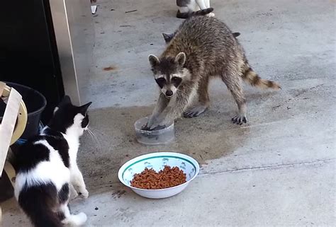 Raccoon Steals Cat Food [VIDEO]