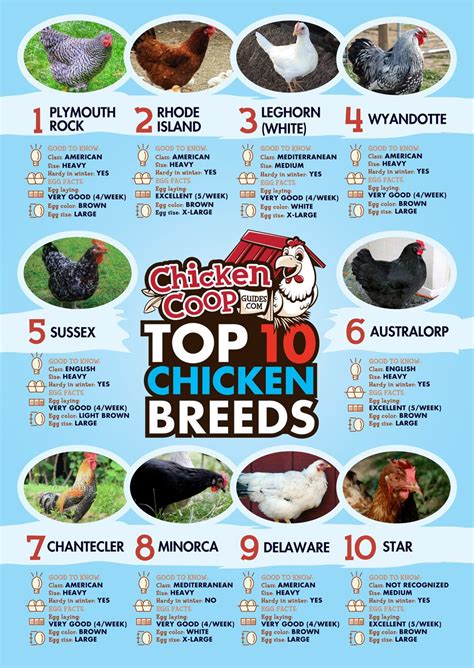 De 25+ bedste idéer inden for Chicken breeds for eggs på Pinterest | Hønsegårde, Hønseopdræt og ...