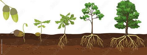 Life cycle of oak tree. Growth stages from acorn and sprout to old tree ...