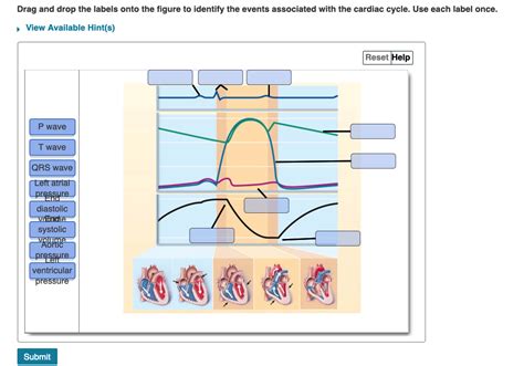 Cardiac Cycle Animation