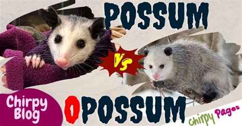 Possum vs Opossum: Decoding the Marsupial Mystery - ChirpyPages.com