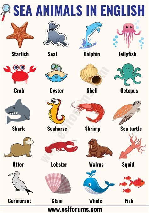 Ocean animals pictures and names | Cardinals