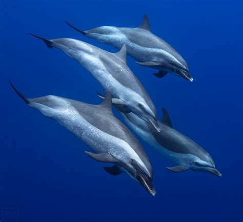 3 Dolphin Species Found in Hawaii - Dolphin Excursions Hawaii - Waianae | NearSay