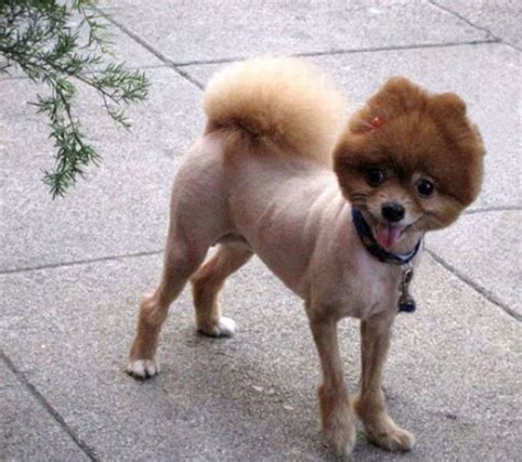 35 funny dog haircuts: These dogs are the real victims of laughter here!