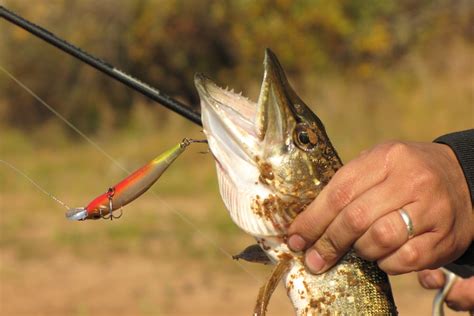 Northern Pike Teeth: Things You Need to Know - Fishmasters.com