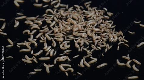 heap of fly larvae Stock Video | Adobe Stock