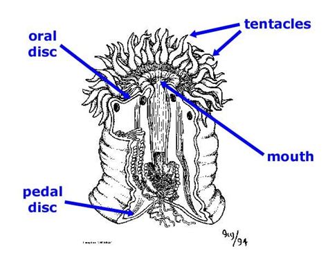 Sea Anemone Labeled Diagram