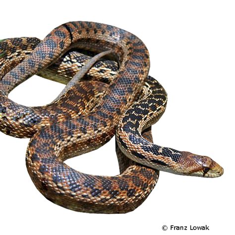 San Diego Gopher Snake (Pituophis catenifer annectens) - Pet Wiki