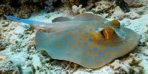 Marine Species: The Bluespotted Ribbontail Stingray • Scuba Diver Life ...