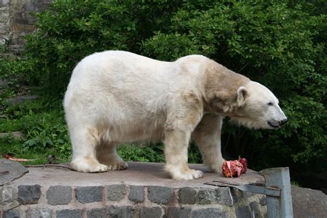 File:Polar Bear at Edinburgh Zoo.jpg - Wikimedia Commons