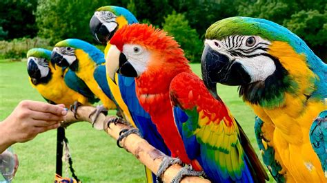 Macaw Parrots Pics | Bruin Blog