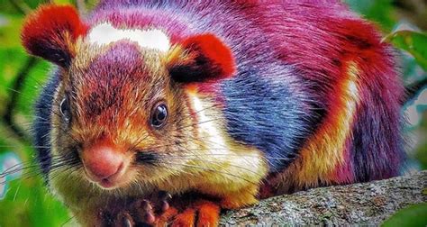 Meet The Indian Giant Squirrel, The Exotic Rainbow Rodent