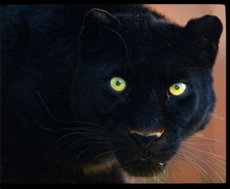 Panther Eyes