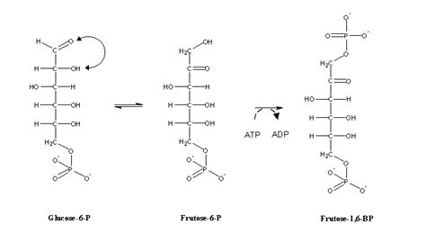 Glucose 6 Phosphate Pathway