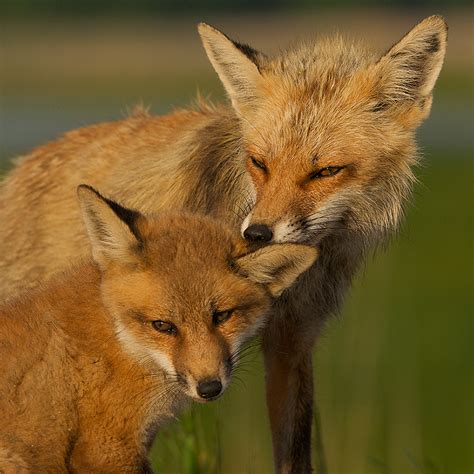 Red Fox Mother and Pup | Sean Crane Photography