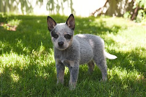 "10 Week Old Cute Australian Blue Heeler Puppy Dog" by Stocksy ...